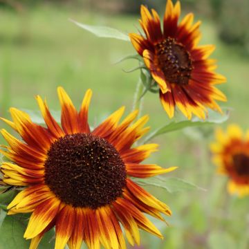 Sunflower Paquito Colorado seeds - Helianthus annuus