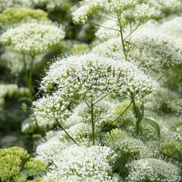 Trachelium caeruleum White Knight - seeds