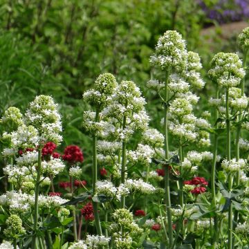 Snowcloud Garden Valerian Seeds - Centranthus ruber