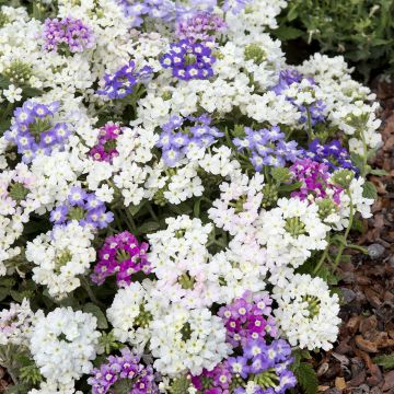 Verbena Scentsation Mix - seeds