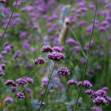 Verbena Purple Top - Vervain Seeds