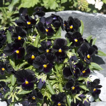 Viola tricolor nigra Blacky