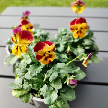 Viola Laeta Fire seeds - Viola cornuta