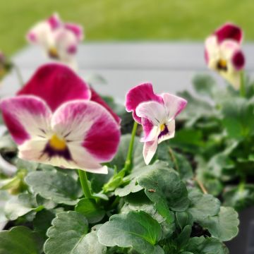 Viola Laeta Pink Bicolor seeds - Viola cornuta