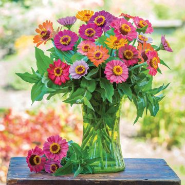 Zinnia Forecast Mix - seeds