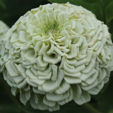 Zinnia elegans Polar Bear Seeds