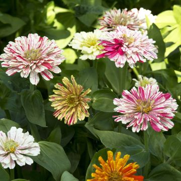 Zinnia elegans Candy Cane Mixed