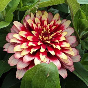 Zinnia elegans Swizzle Cherry & Ivory