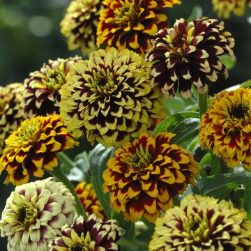 Zinnia haageana Jazzy Mix - seeds