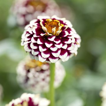 Zinnia haageana Jazzy Red - seeds