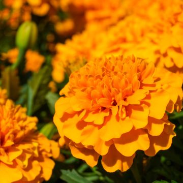 French marigold Petite Orange seeds - Tagetes patula