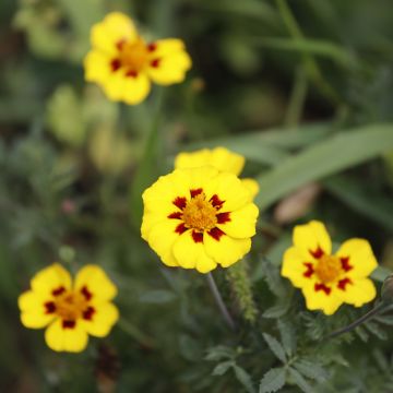 French marigold Legion of Honour seeds - Tagetes patula