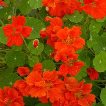 Tropaeolum Whirlybird Orange - Dwarf Nasturtium Seeds