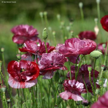 Poppy Pandora Seeds - Papaver rhoeas