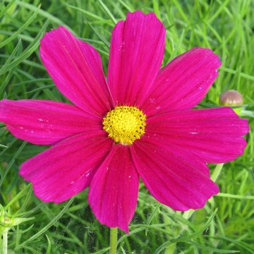 Cosmos bipinnatus Sonata Carmine - Garden Cosmos