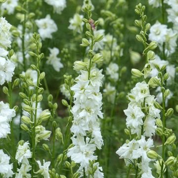 Delphinium consolida 'Qis White'