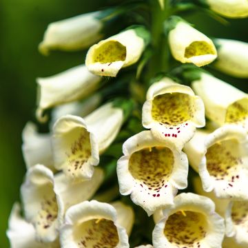 Digitalis purpurea Yellow Spear - Foxglove seeds