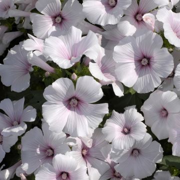 Lavatera trimestris New Dwarf Pink Blush - Rose Mallow