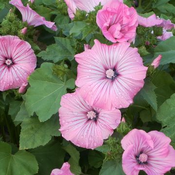 Lavatera trimestris Silver Cup - Rose Mallow seeds