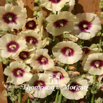 Alcea rosea Halo Cream - Hollyhock