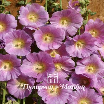 Graines de rose trémière Halo Pink - Alcea rosea