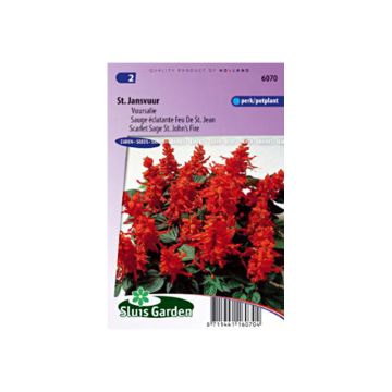 Salvia splendens Scarlet Sage St Johns Fire Seeds - Scarlet Sage