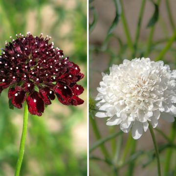 Scabiosa atropurpurea Ebony and Ivory - Scabieuse pourpre foncé