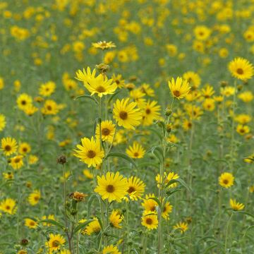 Helianthus maximiliani - Maximilian's sunflower