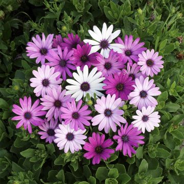 Osteospermum Passion Mixed - Cape Daisy