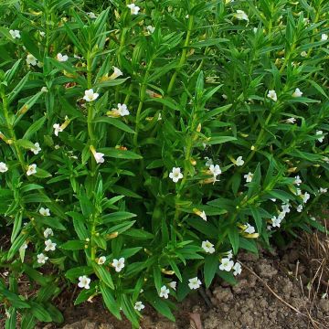 Gratiola officinalis