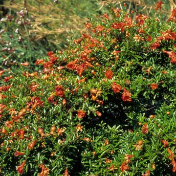 Punica granatum Chico - Pomegranate