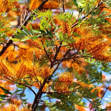 Grevillea robusta