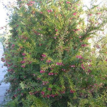 Grevillea  rosmarinifolia Rosa Jenkinsii - Grévilléa à feuilles de romarin.