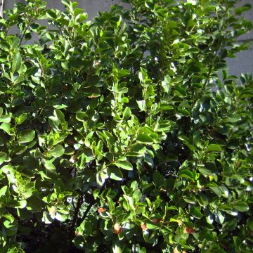 New Zealand broadleaf - Griselinia littoralis