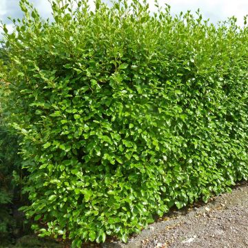 Griselinia littoralis Green Horizon