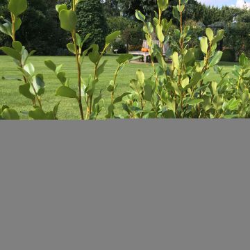 Griselinia littoralis Redge - Arbuste persistant de haie résistant aux embruns