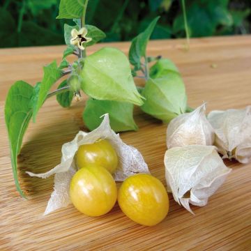 Physalis pruinosa Preciosa