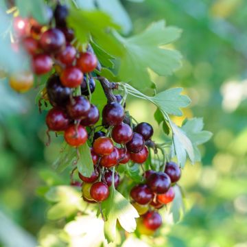 Ribes nidigrolaria Jostaberry