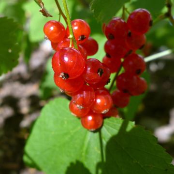 Ribes rubrum Jonkheer van Tets - Redcurrant