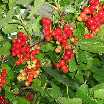 Ribes rubrum London Market - Redcurrant