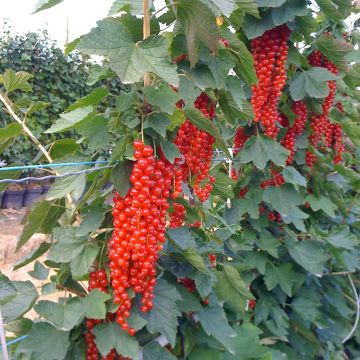 Ribes rubrum Rovada - Redcurrant