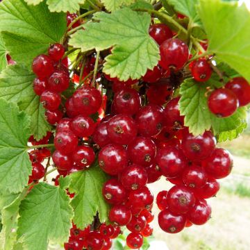 Redcurrant London Market - Ribes rubrum