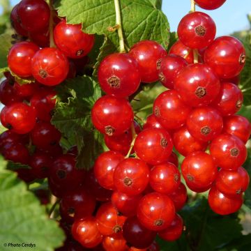 Redcurrant Rola - Ribes rubrum