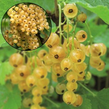 Ribes rubrum Blanka - Whitecurrant