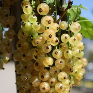 Ribes rubrum 'Weiße aus Jüterbog'