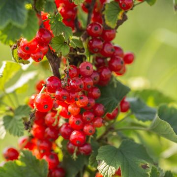 Redcurrant Premiere Raisin Deltir - Ribes rubrum