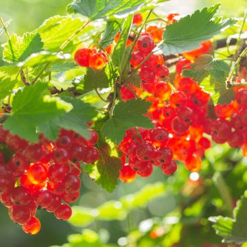 Ribes rubrum - Redcurrant