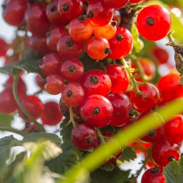 Redcurrant Versaillaise Redcurrant bush - Ribes rubrum