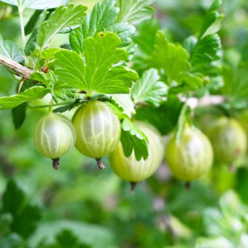 Gooseberry Invicta - Ribes uva-crispa