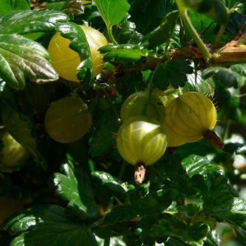 Gooseberry Golden Drop - Ribes uva-crispa